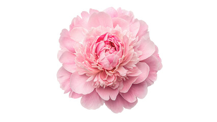 Single beautiful lush pink peony flower paeonia garden flora bloom isolated on transparent background © Pavel