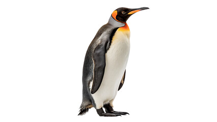 Adult king penguin standing calmly looking alert facing right side view isolated on transparent background © Pavel