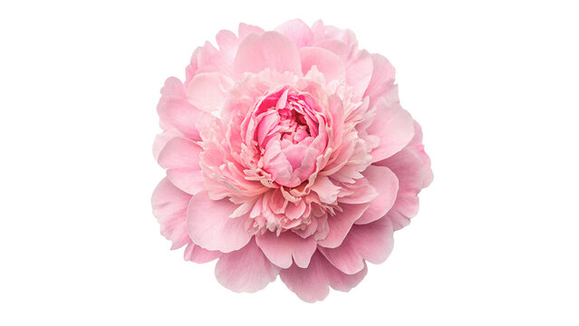 Single beautiful lush pink peony flower paeonia garden flora bloom isolated on transparent background