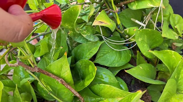 Watering a dense money plant with a red watering can. Indoor gardening routine and daily houseplant care concept