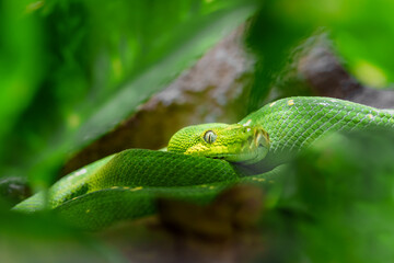 Fototapeta premium Green tree python