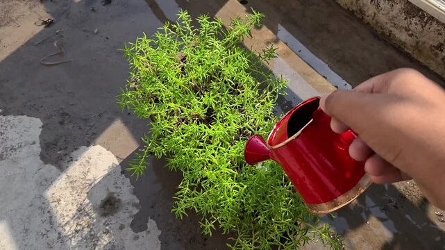 Watering portulaca grandiflora flowering plant with a watering can