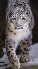Naklejka premium Snow leopard