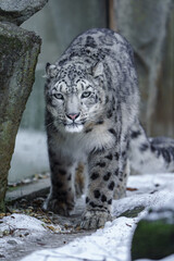 Fototapeta premium Snow leopard