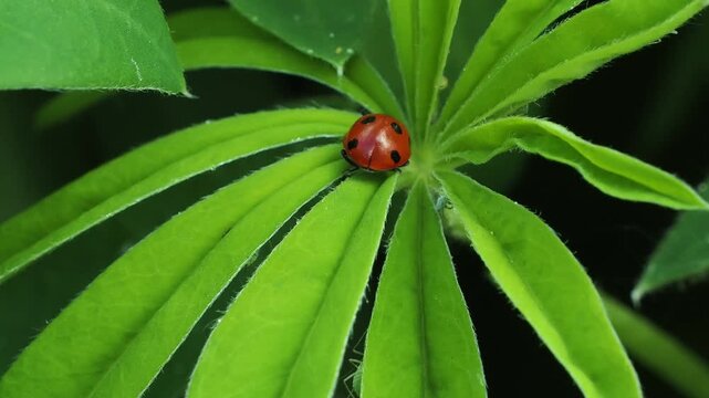 Ladybird on lupin flower leave, eating an aphid