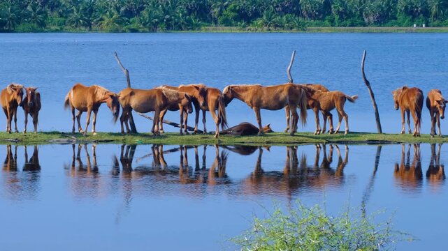 Group of brown horses landing and relaxing at lake in Mannar, Northern Province of Sri Lanka