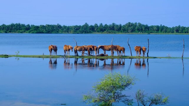 Band of wild horses relaxing on narrow strip of grass at lake in Mannar, Northern Province of Sri Lanka