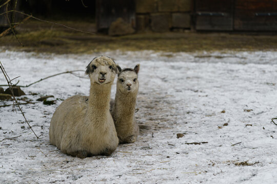 Alpaca