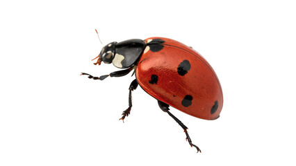 Single beautiful ladybug insect crawling towards left side close up macro isolated on transparent background © Roksana