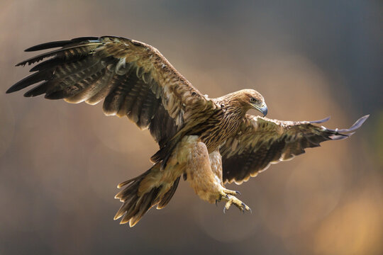 Imperial eagle with spread wings in flight on colorful background. Aquila heliaca