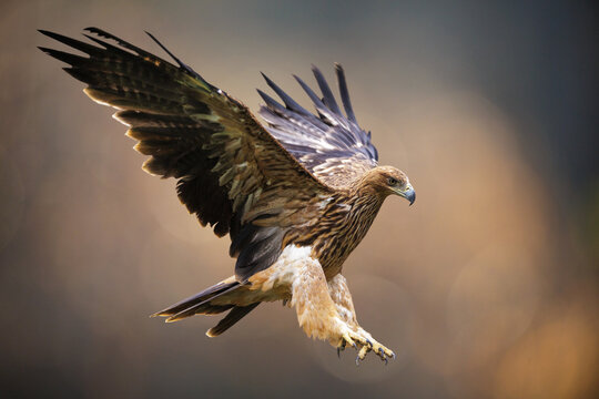 Imperial eagle with spread wings in flight on colorful background. Aquila heliaca