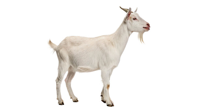 Adult white goat standing calmly looking alert facing left side view isolated on transparent background
