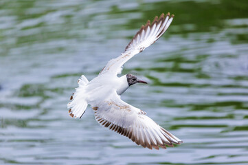 Obraz premium Black-headed gull with spread wings in flight. Chroicocephalus ridibundus