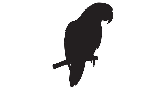 parrot silhouette on branch bird animal wildlife
