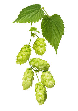 close up of branch of green hops isolated on transparent background