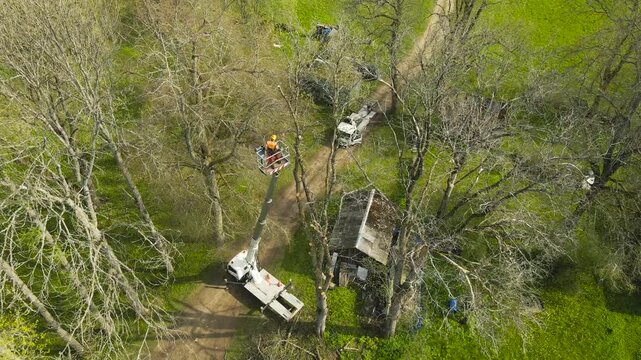 High angle drone perspective showing an arborist in a bucket truck crane using a chainsaw to prune large trees next to an old shed, while other workers gather the felled branches below