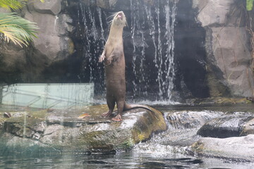 Obraz premium The vocalist! Otter at Angkor Wildlife and Aquarium Park, Siem Reap, Cambodia. 