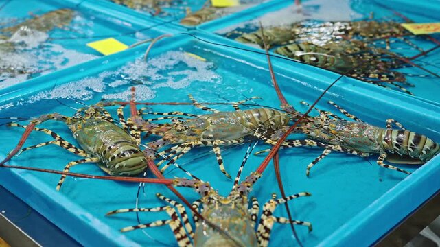 Medium shot of live spiny lobsters displayed for sale in seafood tank at Thai fish market in Thailand