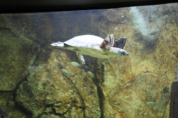 Naklejka premium Turtle, Angkor Wildlife and Aquarium Park, Siem Reap, Cambodia.