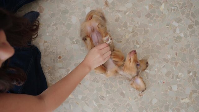 Mini dachshund puppy lying on its back, receiving a belly rub from owner's hand, enjoying playtime on the floor.