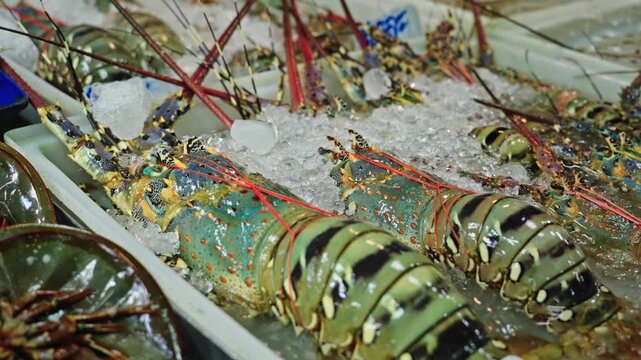 Close-up of fresh spiny lobsters displayed on ice at seafood market in Thailand