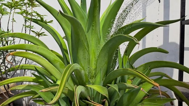 Watering a large agave plant in the garden with a water sprayer