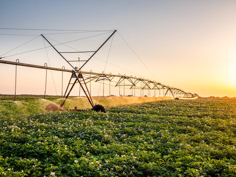 Center pivot irrigation system watering potato field at sunset
