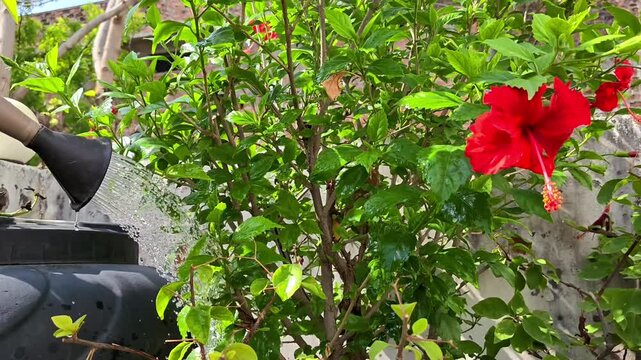 Watering hibiscus plant with a watering can in home garden