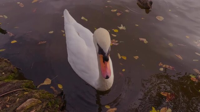 Camera approaches to Mute Swan, which attempts to peck at it, wide-opening its beak, then, he shakes his head, spraying water droplets, and begins to preen its feathers, Slow motion, Top view. 