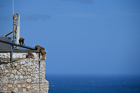 Des macaques de Barbarie sauvages en libert&eacute; &agrave; Gibraltar