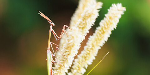 Fototapeta premium Praying mantis close up on fluffy grass spikes with warm bokeh background macro wildlife detail shallow depth natural outdoor scene