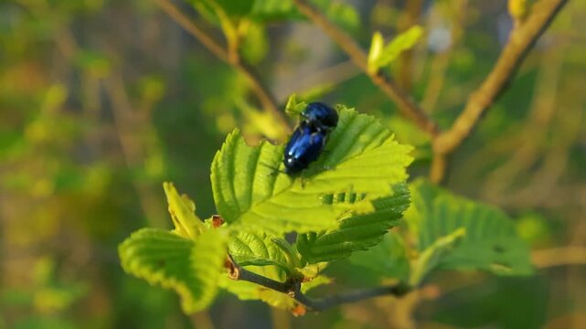 Pair of vibrant blue alder leaf beetles mating on a sunlit green leaf. These insects are reproducing on a budding branch during a warm spring day in a natural outdoor environment