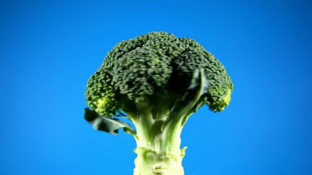Rotating broccoli vegetable against a vibrant blue backdrop, healthy organic food concept