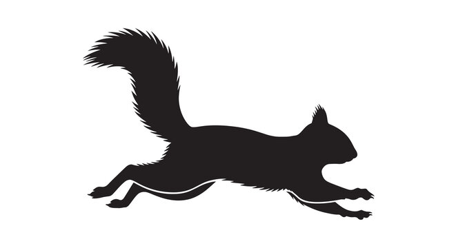 squirrel silhouette on white background animal wildlife