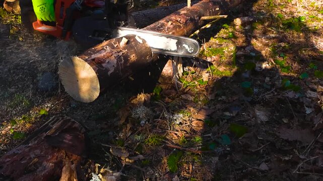 Professional logger in protective gear using a powerful chainsaw to cut through a fallen pine tree trunk, with sawdust flying in the bright sunlight of a beautiful forest