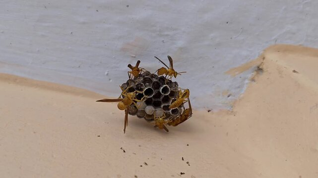 Group of yellow wasps on small nest under roof