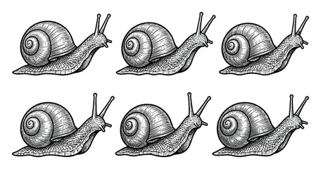 A collection of six hand-drawn vintage style snail isolated on a white background for projects © ThephotoLab