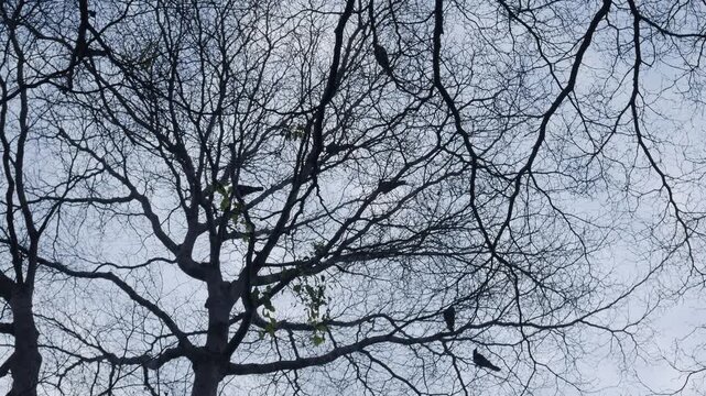 Bare tree silhouette with intricate branching pattern against pale blue moody winter sky viewed from below in urban park