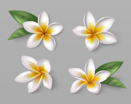Tropical frangipani flowers in white and yellow. 3d realistic plumeria blossoms with green leaves, vector set isolated on background. Hawaiian spa botanical elements for exotic summer design.
