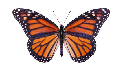Monarch butterfly with orange black, and white wings spread open © Isolde