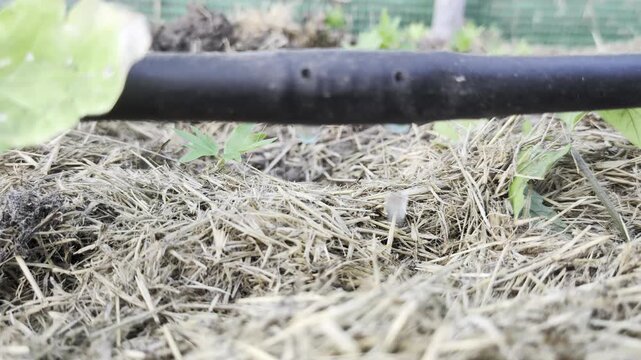 Low-angle close-up of black dripline hose forming water droplets above straw mulch in a garden bed