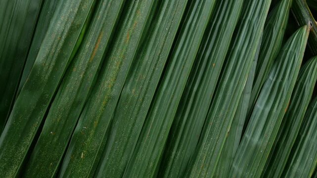 Close-up macro texture of tropical palm leaf surface with orange rust spots and diagonal green stripes pattern in natural light