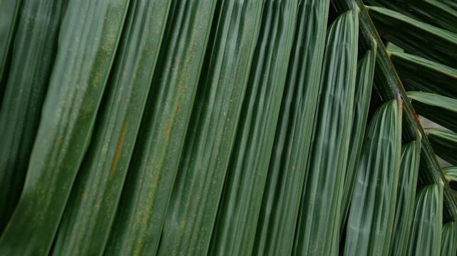 Close-up macro texture of tropical palm leaf surface with orange rust spots and diagonal green stripes pattern in natural light