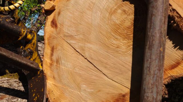 Close up of a log grapple resting on a pile of freshly cut timber logs from a logging operation, showing the detailed texture of the bark and the wood grain in a sunny forest environment