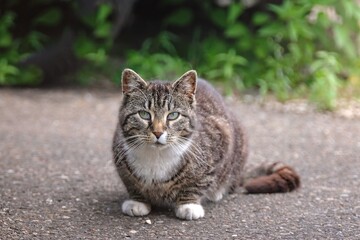 Fototapeta premium Cute Street Cat sitting on the backyard and looking at camera. Horizontal image with selective focus. 