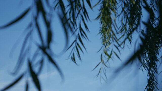 Soft dreamy bokeh blur of weeping willow tree branches and narrow leaves hanging against clear blue sky in tropical urban park