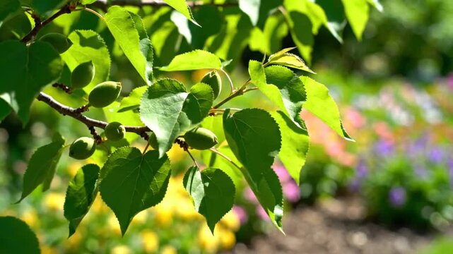 Sunlight streams through the leaves of a fruit tree with small green apricots and a bee flying past in a garden.