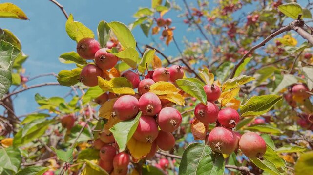Wild red apples on branches sway in autumn breeze, against backdrop of yellowed fall foliage and blue sky. Crab apples with shallow depth of field, blurring the intense yellow and blue background
