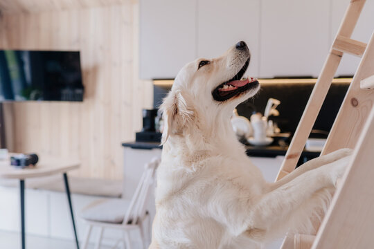 Happy golden retriever standing on ladder in bright cabin interior