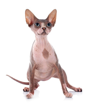 Sphynx Hairless Cat
